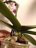 Help me not to kill this phal (and avoid stem rot?)-photo_2022-01-14_20-42-39-3-jpg