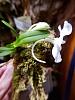 Amesiella LOC Snow White*and Dendrobium normanbyense-amesiella-loc-snow-white-minor-monticola-1-17-21-1-jpg