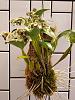 Amesiella LOC Snow White*and Dendrobium normanbyense-dendrobium-normanbyense-atroviolaceum-pygmy-jpg