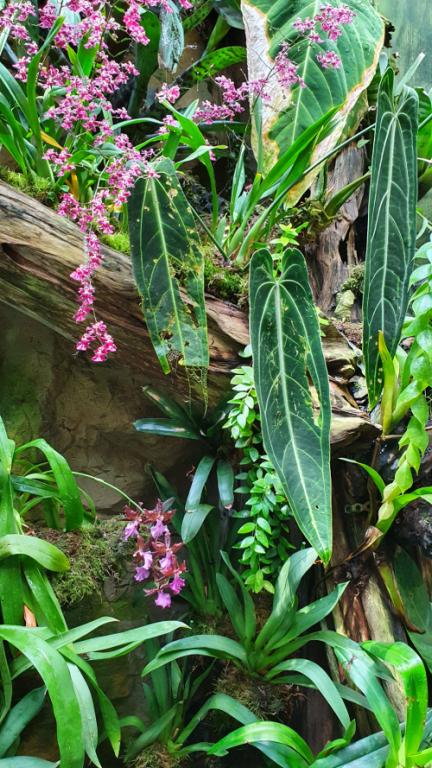 Assorted Paphs From Singapore Botanical Gardens-cool_house_orchids-jpg