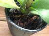 How is my orchid doing?-image1-jpg