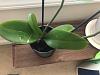 How is my orchid doing?-image0-6-jpg