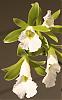 Euchile mariae flowering-img_1658-jpg