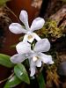 Amesiella LOC Snow White*and Dendrobium normanbyense-amesiella-loc-snow-white-minor-monticola-2-4-22-jpg