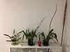 How long should I expect for my oncidiums to mature and bloom?-4a3e2639-7940-4987-b362-1cc0a73d1125-jpg