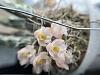 Clowesia Jumbo Grace blooms-803e1c35-a92a-435c-b741-9c432288af6e-jpg
