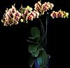 Flower Porn-phalaenopsis-noid-jpg