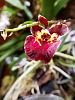 Tolumnia Jairak Rainbow 'flyer', Bulbophyllum ovalifolium (red)-jairak-flyer-2-18-22-jpg