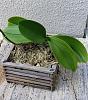 Phalaenopsis Orchid Roots with Black Sport-20210926_134631-jpg