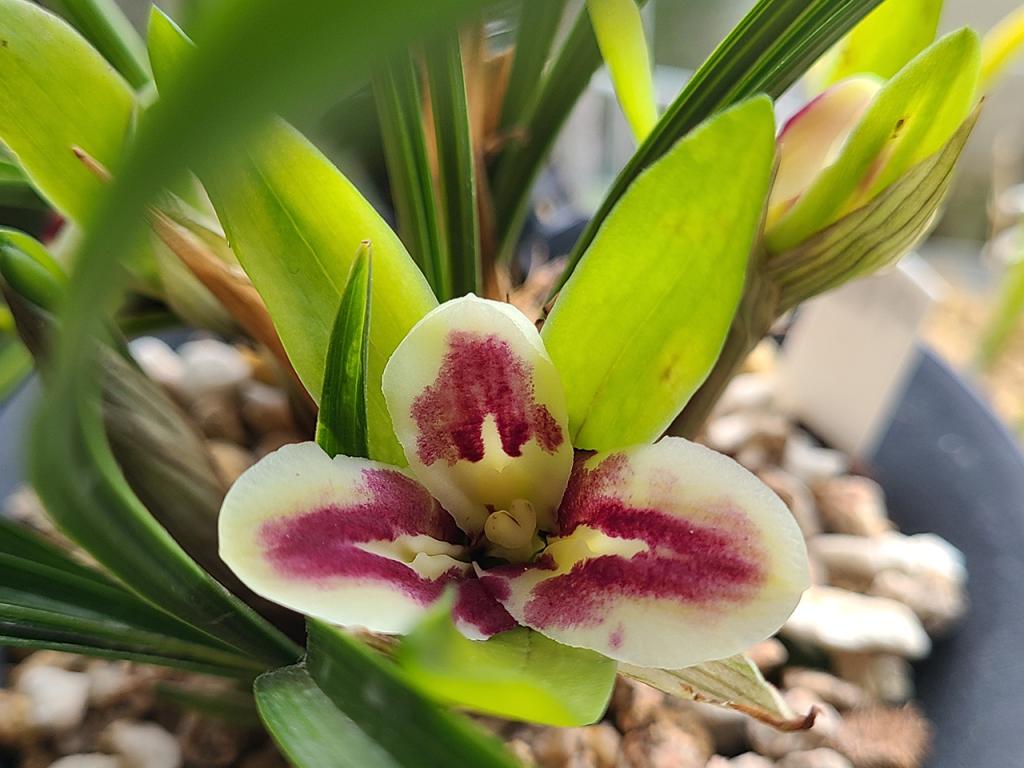 Cymbidium goeringii, peloric form-goe2-jpg