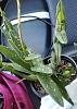 New Epidendrum with spots on leaves-smartselect_20220309-223620_messenger-jpg