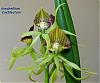 How to care for a Prosthechea cochleata-anch_coch-jpg