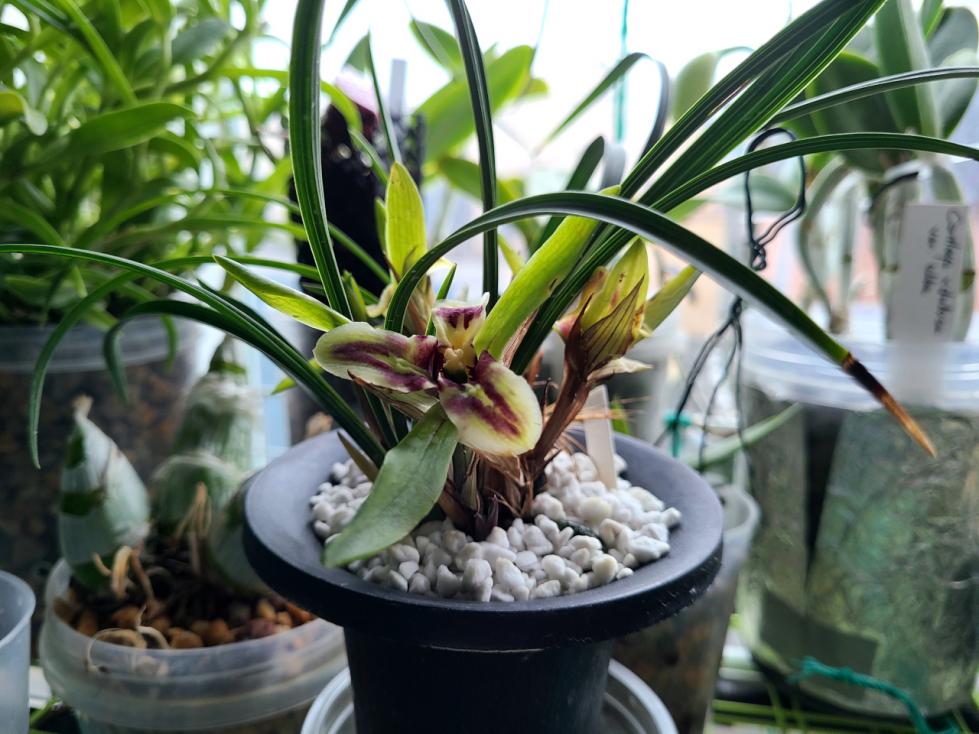 Cymbidium goeringii, peloric form-goe-jpg