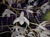 Australian Dendrobium Season-den-delicatum-jpg