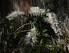 Australian Dendrobium Season-den-ruppiosum-jpg