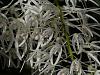 Australian Dendrobium Season-den-ruppiosum-closeup-jpg