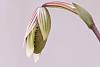 paph hennisianum bloom watch-dsc_6016-jpg