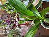 ID for grocery store orchids - oncidiums and dendrobiums?-img_4023-jpg