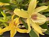 Yellow dendrobium blooming-a643ce23-40c1-46d1-b13b-16f814d60507-jpg