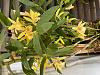 Yellow dendrobium blooming-29770586-dc42-4168-a557-39e235fa0f56-jpg