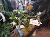 Desert Valley Orchid Society April 2-3 2022-proctavola_key_lime_stars_marko_20220402a_karla-jpg