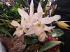Desert Valley Orchid Society April 2-3 2022-proctavola_key_lime_stars_marko_20220402b_karla-jpg