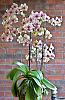 Flower Porn-phalanopsis-cleopatra-leopard-sunset-98-flowers-jpg