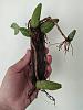 Help with bulbophyllum in horrific state!-whatsapp-image-2022-04-21-12-45-46-pm-1-jpg