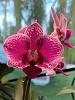 Orchids with COOL LEAVES-a31b314a-5ca5-4baa-a967-41c4dc8e0c29-jpg