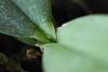 Phalaenopsis kapuasensis-kpnsis-jpg