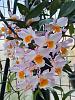 Dendrobium farmeri-farmeri-04may22-jpg