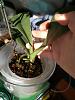 Elongated Phalaenopsis stem/leaf - terminal spike?-img_20220506_184534-jpg