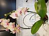 Mother's Day Gift - Phal with bad leaves. Return it??-20220507_134325-jpg
