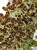 A couple of bloomers on my way out the door for the summer-grammatophyllum-scriptum2-jpg