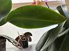 Mottled new leaves on Phal. Surf Song-9950df82-5a67-4a61-bbdc-28adec970abf-jpg