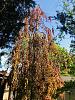 A weeping European beech - a tree that won't grow in the tropics-cf9b389b-c13d-409f-93a6-5e22d4a32f72-jpg
