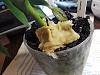 Phalaenopsis new (and only) roots are dying-20220520_091801-jpg