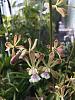 A couple of bloomers on my way out the door for the summer-encyclia-guatamalensis2-jpg