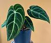 Aroids to keep the orchids company-anthurium-regale-jpg