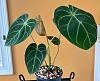 Aroids to keep the orchids company-anthurium-magnificum-jpg