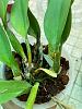 what is happening to my cattleya?-whatsapp-image-2022-06-02-10-32-46-am-jpg