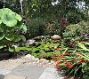 Hello! From waterlilies to orchids!-pond-4-jpg