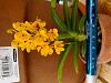 I ordered a dendrobium and received this. Vanda?-20220607_110447-jpg