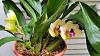 Blooming my Bifrenaria harrisoniae 'Ruth' AM/AOS-20220605_134130-adj-med-jpg