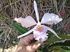Cattleya Sapphirata coerulea-cattleya_sapphirata_coerulea_face_20220626_seca-jpg
