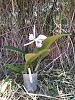 Cattleya Sapphirata coerulea-cattleya_sapphirata_coerulea_plant_20220626_seca-jpg