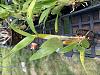 Dendrobium seedling issue-img_4775-jpg