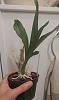 time to water this Catasetum?-fredc-plant-jpg