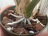 time to water this Catasetum?-fredc-roots-jpg