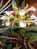 Amesiella LOC Snow White*and Dendrobium normanbyense-dendrobium-normanbyense-atroviolaceum-pygmy-7-6-22-jpg